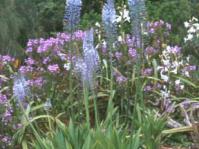 Merwilla plumbea