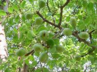 Fruits and leaves