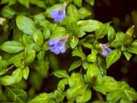 Sclerochiton harveyanus foliage and flowers