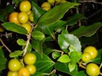 Fruits and leaves of Scolopia mundi