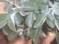 Searsia batophylla