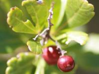 Leaves and fruits