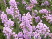 In flower