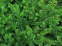 Selaginella kraussiana