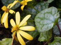 The Bryony-leaved flowering ivy
