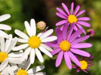 Senecio elegans, white or purple daisies