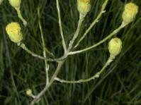 Inflorescence © Peter Wragg