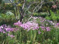 Senecio glastifolius