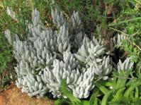 Caputia tomentosa growing in the Conservatory at Kistenbosch 