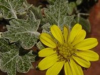 Senecio hederiformis flower and leaves