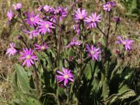 Senecio macrocephalus