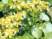Flowers and leaves