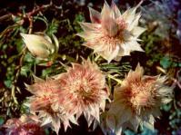 Serruria florida in flower