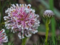 Serruria furcellata 