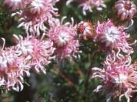 Serruria aemula