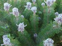 Shrub in flower