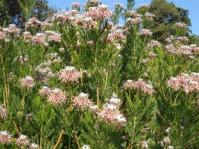 Serruria fucifolia shrub