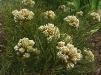Serruria glomerata shrub