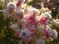 Serruria rosea flower heads