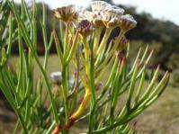 Serruria triternata flowerheads and foliage