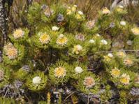Serruria villosa