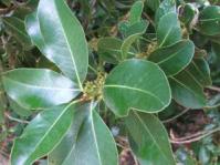 Foliage and flower buds  of Sideroxylon inerme