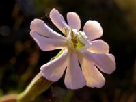 Silene undulata © Tony Dold