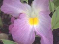 Siphonochilus aethiopicus