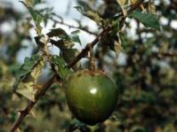 Solanum acueleastrum