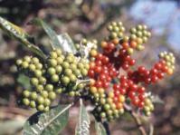 Berries of Solanum giganteum