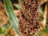 Sorghum - head of grain