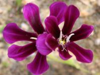 Flower showing vertical anthers and style  to one side