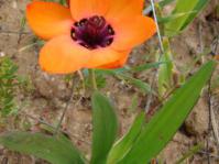 Sparaxis elegans