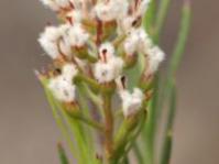 Flower spike