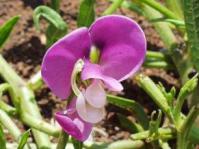 Sphenostylis angustifolia showing handedness