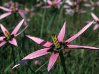 Spiloxene capensis.  Photo C. Paterson-Jones