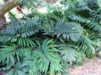 Growing in Kirstenbosch