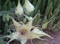 Stapelia gigantea