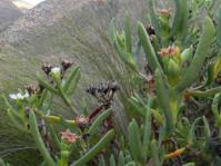 In flower