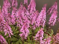Stenoglottis fimbriata