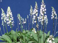 Stenoglottis woodii