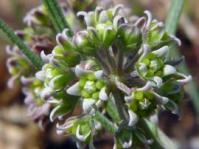 Flowerhead