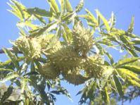 Immature fruits of S.murex.