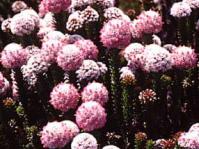 Stoebe rosea