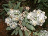 In flower at Kirstenbosch