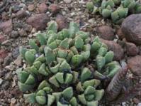 Stomatium mustellinum 