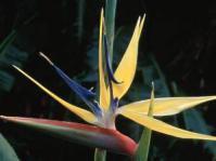 Strelitzia reginae 'Mandela's gold'