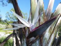 Strelitzia alba flower