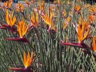 Strelitzia juncea