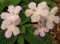 Streptocarpus baudertii
